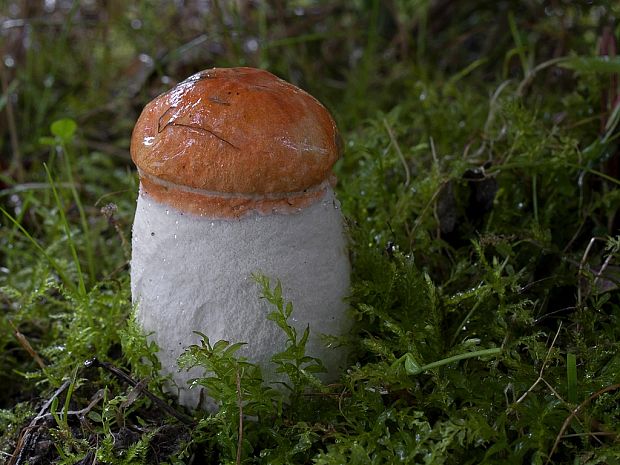 kozák osikový Leccinum albostipitatum den Bakker & Noordel.