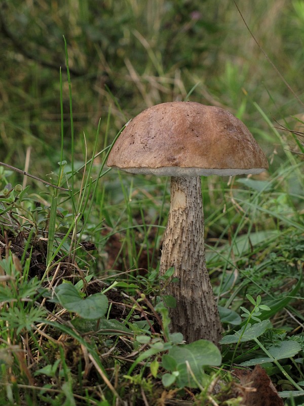 kozák brezový Leccinum scabrum (Bull.) Gray