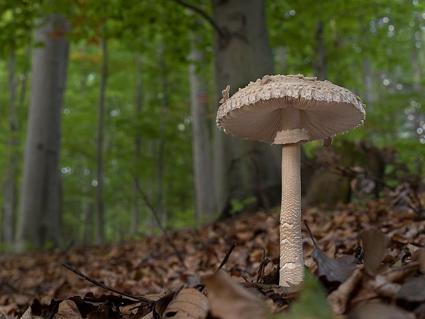 bedľa vysoká Macrolepiota procera (Scop.) Singer