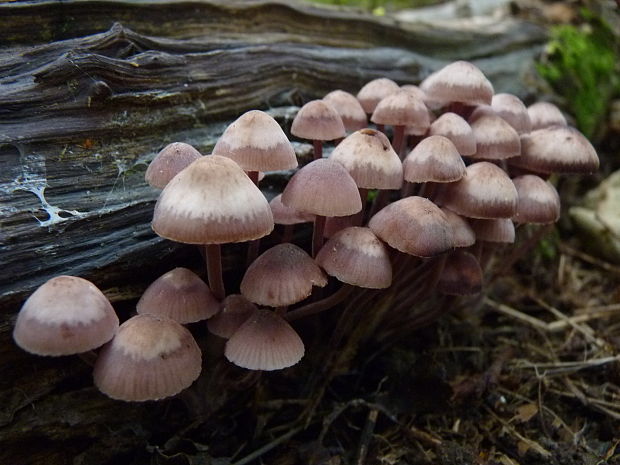 prilbička krvavomliečna Mycena haematopus (Pers.) P. Kumm.