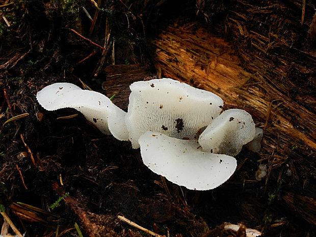 pajelenka želatínová Pseudohydnum gelatinosum (Scop.) P. Karst.