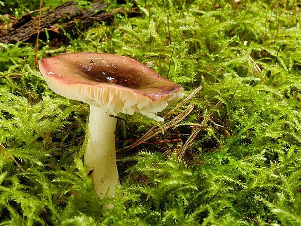 plávka Russula sp.