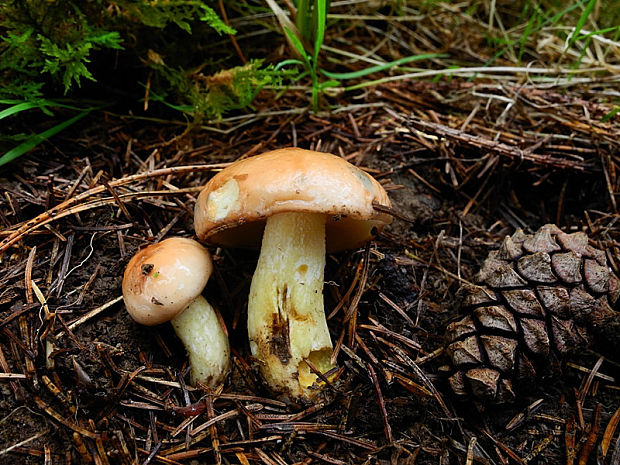 masliak zrnitý Suillus granulatus (L.) Roussel