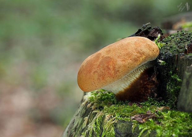 čechračka tmavohlúbiková Tapinella atrotomentosa (Batsch) Šutara