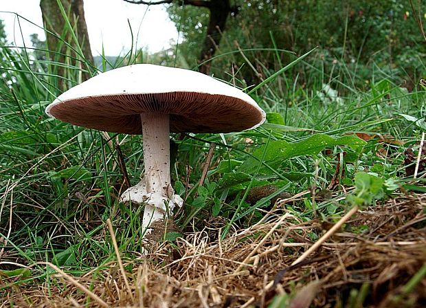 pečiarka poľná Agaricus campestris L.