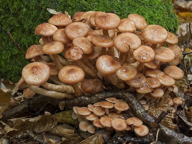 podpňovka bezprsteňová Armillaria socialis (DC.) Fayod