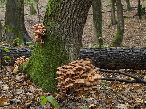 podpňovka bezprsteňová Armillaria socialis (DC.) Fayod