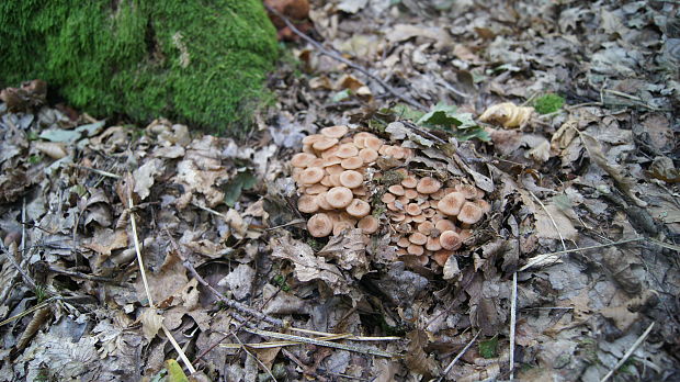 podpňovka bezprsteňová Armillaria socialis (DC.) Fayod