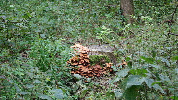 podpňovka Armillaria sp.