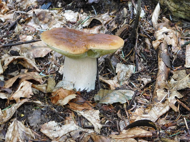 hríb Boletus speciosus