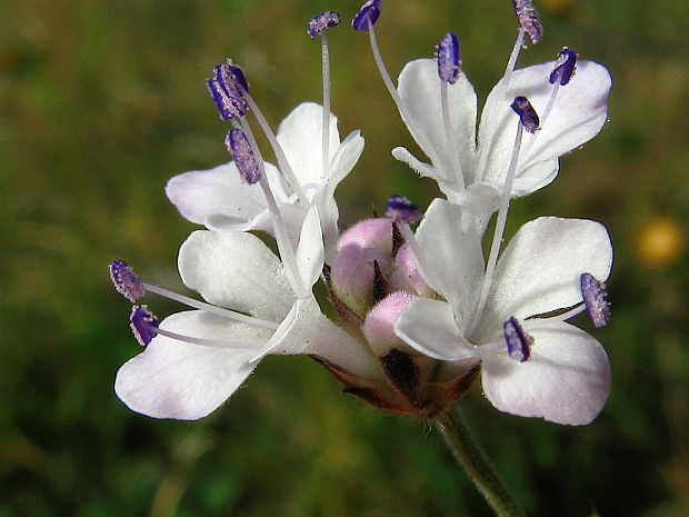 hlavinka sedmohradská Cephalaria transsylvanica (L.) Schrad. ex Roem. et Schult.