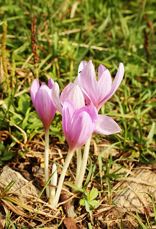 jesienka obyčajná Colchicum autumnale