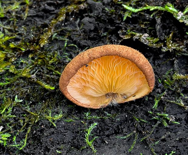 pahliva šafranová Crepidotus crocophyllus (Berk.) Sacc.