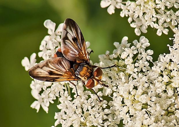 bystruša Ectophasia crassipennis