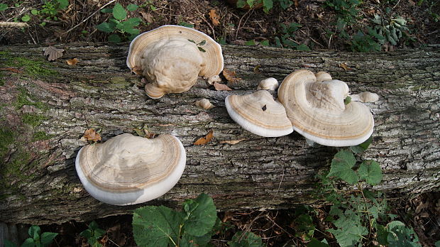 práchnovec kopytovitý Fomes fomentarius (L.) J.J. Kickx