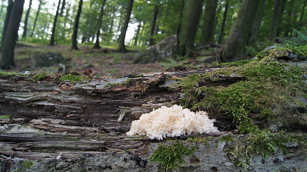 koralovec bukový Hericium coralloides (Scop.) Pers.