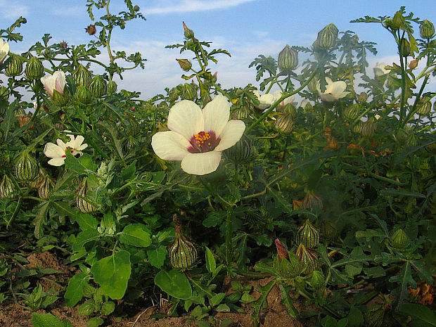 ibištek trojdielny Hibiscus trionum L.