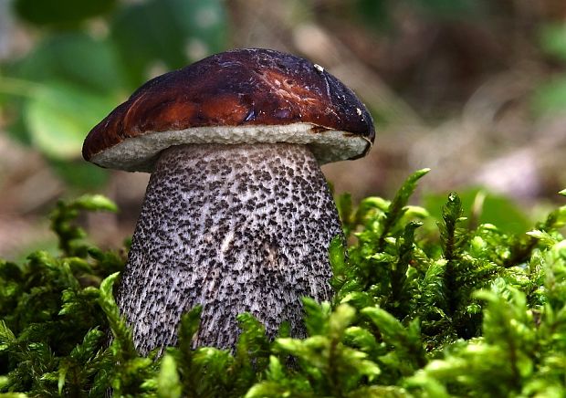 kozák čierny Leccinum melaneum (Smotl.) Pilát & Dermek