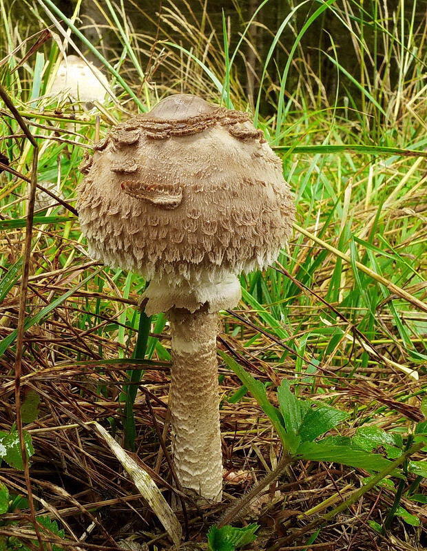 bedľa hustošupinatá Leucoagaricus nympharum (Kalchbr.) Bon