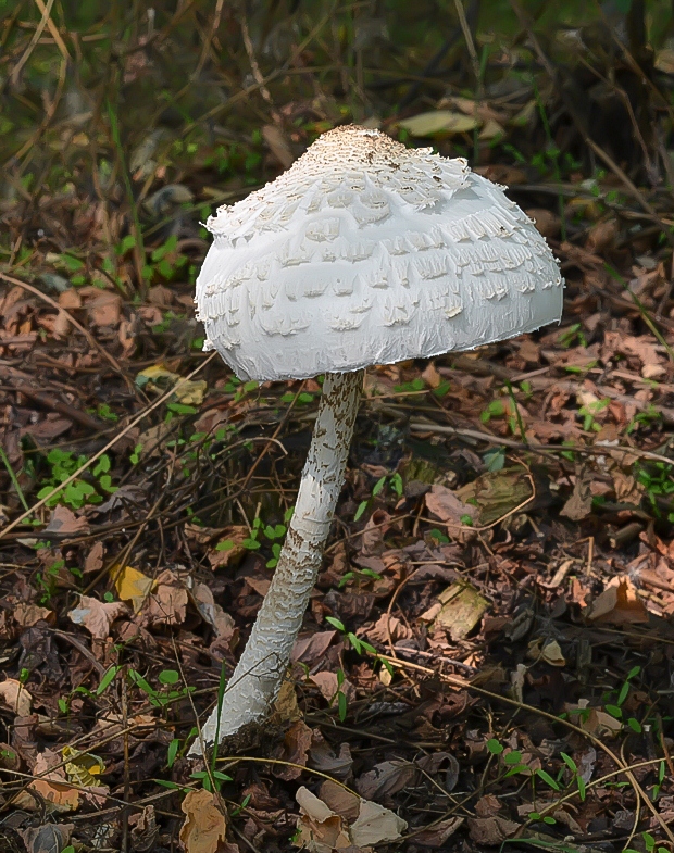 bedľa vysoká Macrolepiota procera (Scop.) Singer