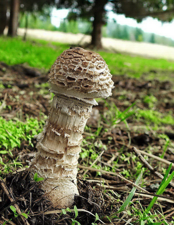 bedľa Macrolepiota sp.