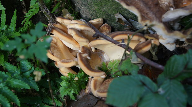 vejárovec obrovský Meripilus giganteus (Pers.) P. Karst.