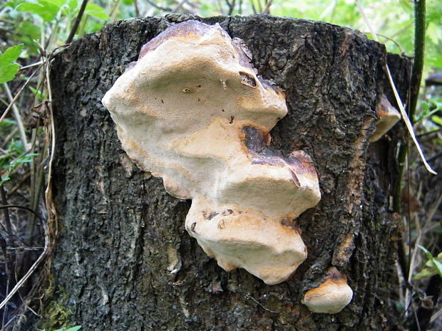 ohňovec slivkový Phellinus pomaceus (Pers.) Maire