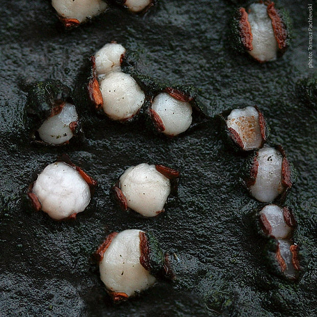 rozprestrenec Platygloea disciformis (Fr.) Neuhoff