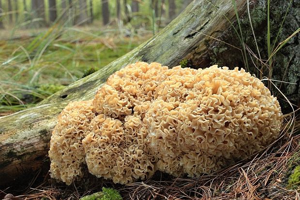 kučierka veľká Sparassis crispa (Wulfen) Fr.