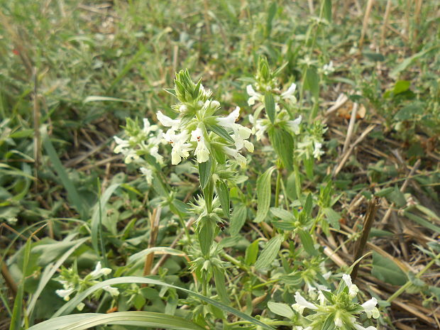 čistec ročný Stachys annua (L.) L.