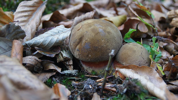 hríb zrnitohlúbikový Sutorius luridiformis (Rostk.) G. Wu & Zhu L. Yang