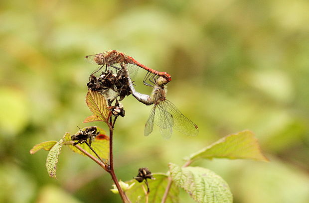 vážka pestrá Sympetrum striolatum