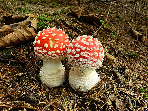 muchotrávka červená Amanita muscaria (L.) Lam.