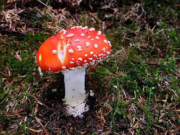 muchotrávka červená Amanita muscaria (L.) Lam.