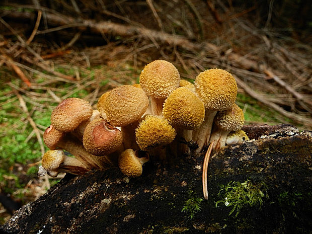 podpňovka tmavá Armillaria ostoyae (Romagn.) Herink