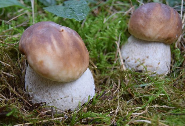 hríb smrekový Boletus edulis Bull.