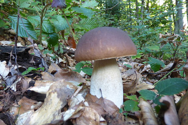 hríb dubový Boletus reticulatus Schaeff.