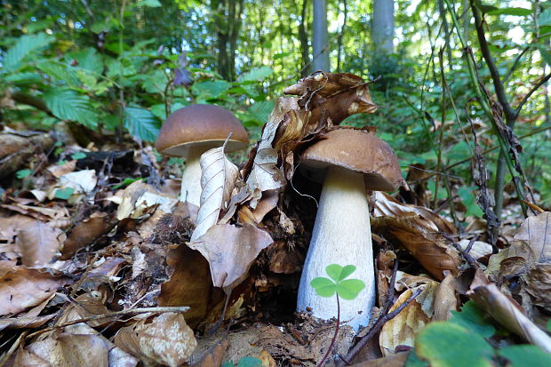 hríb dubový Boletus reticulatus Schaeff.