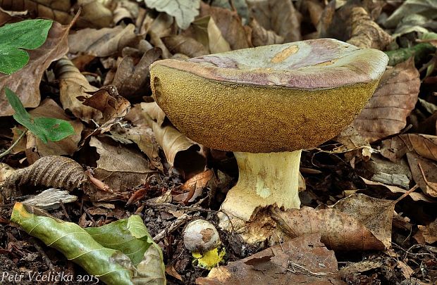 hríb striebristý Butyriboletus fechtneri (Velen.) D. Arora & J.L. Frank