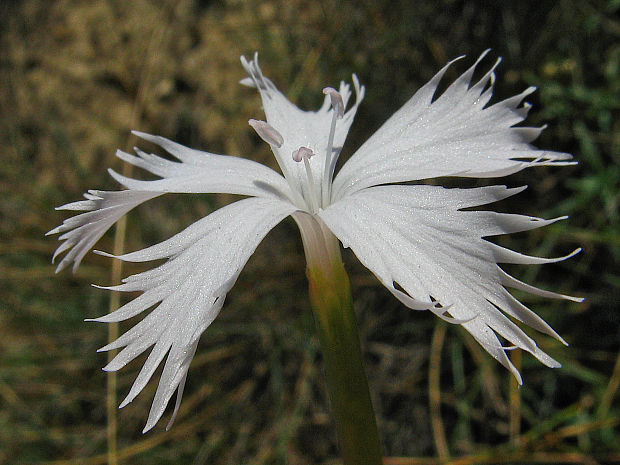 klinček neskorý Dianthus serotinus Waldst. et Kit.