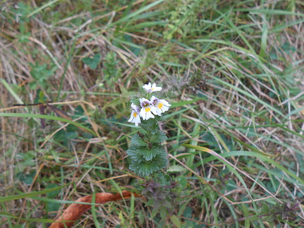 očianka rostkovova Euphrasia rostkoviana Hayne