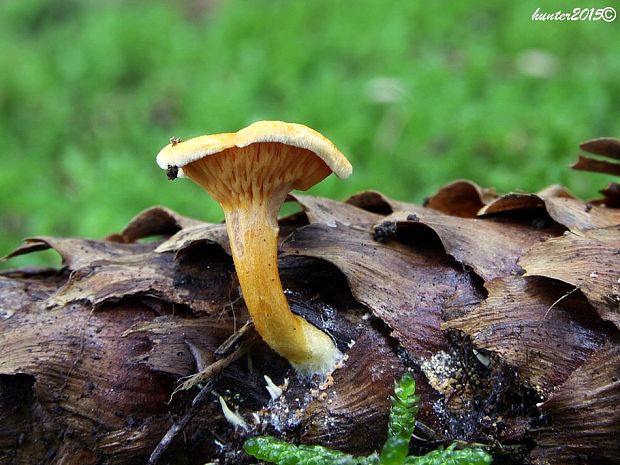 líška oranžová Hygrophoropsis aurantiaca (Wulfen) Maire