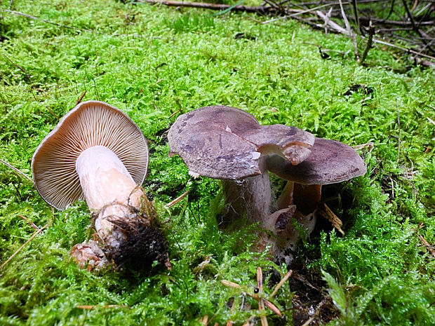 rýdzik sadzový Lactarius picinus Fr.