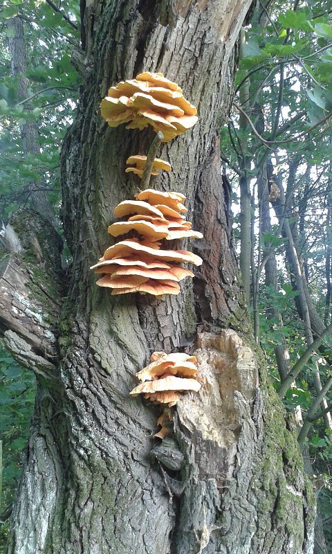 sírovec obyčajný Laetiporus sulphureus (Bull.) Murrill