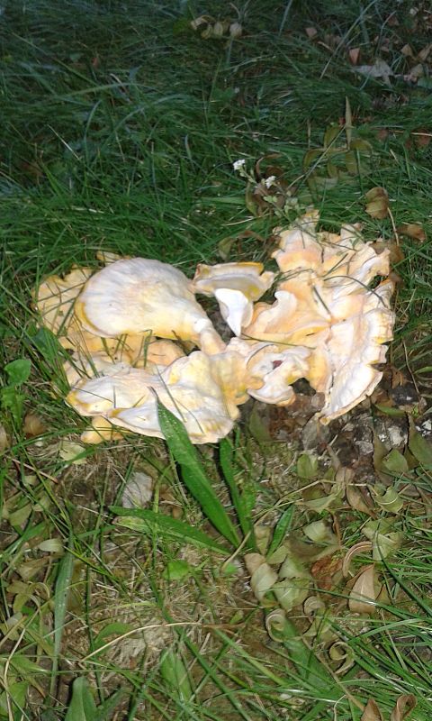 sírovec obyčajný Laetiporus sulphureus (Bull.) Murrill