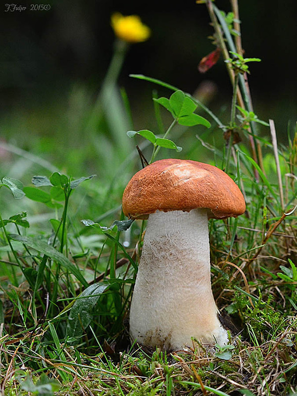 kozák osikový Leccinum albostipitatum den Bakker & Noordel.