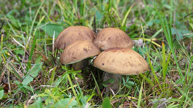 kozák hrabový Leccinum pseudoscabrum (Kallenb.) Šutara