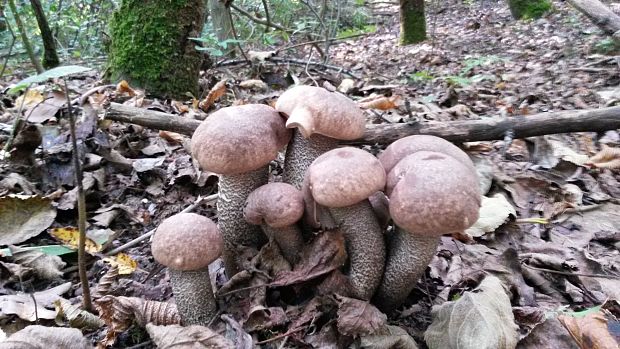 kozák osikový hnedý Leccinum rufum var. decipiens (Singer) Klofac