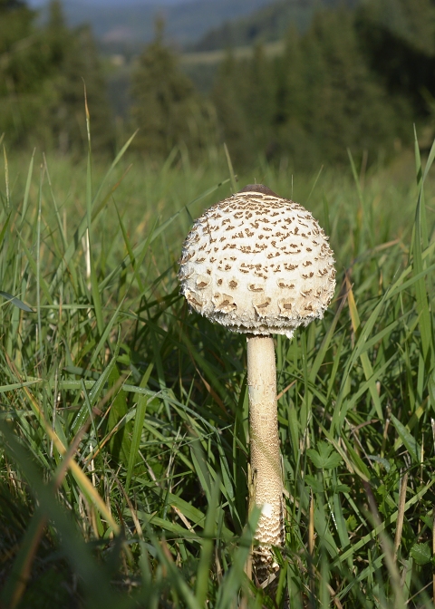 bedľa vysoká Macrolepiota procera (Scop.) Singer