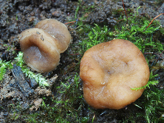 hrubatka Pachyella sp.